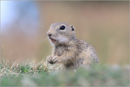 <p>SYSEL OBECNÝ (Spermophilus citellus) /European ground squirrel - Europäischer Ziesel/</p>